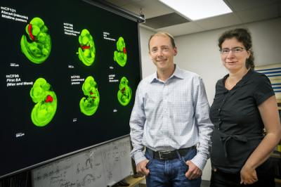 Axel Visel and Catia Attanasio, DOE/Lawrence Berkeley National Laboratory