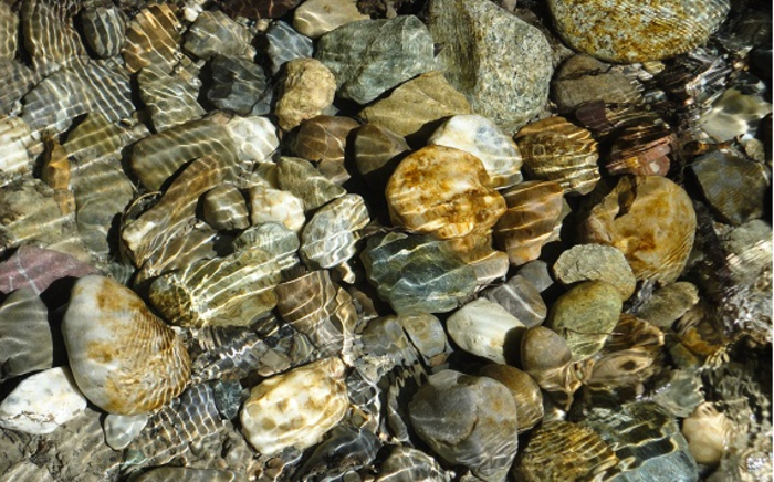 Diatom biofilms on pebbles