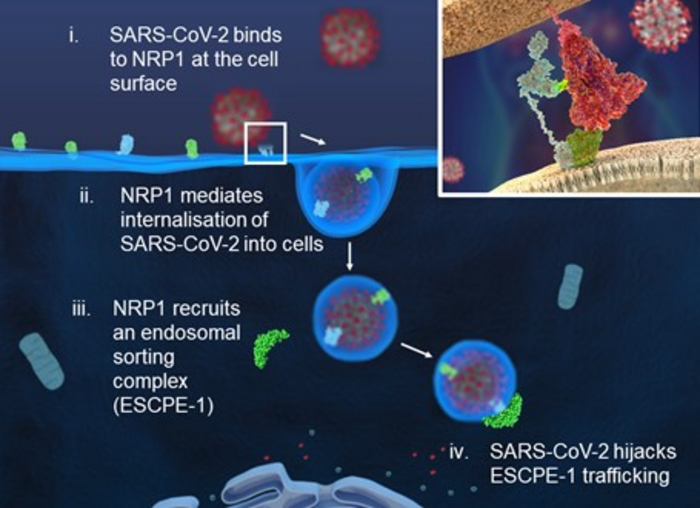 Graphic image explaining how SARS-CoV-2 hijacks ESCPE-1