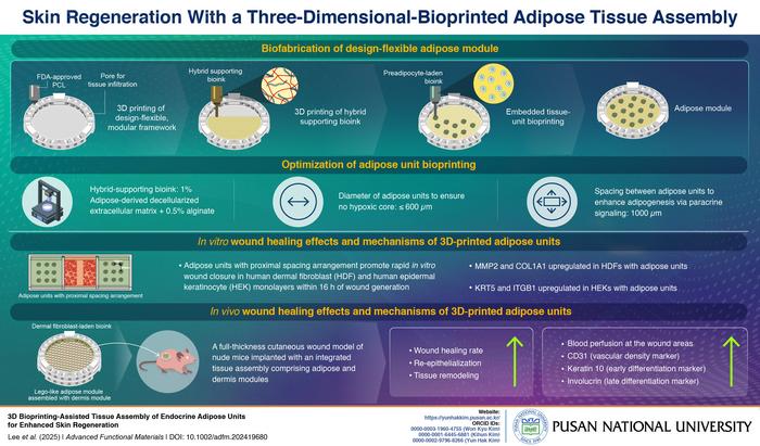 Skin regeneration with a three-dimensional-bioprinted adipose tissue assembly