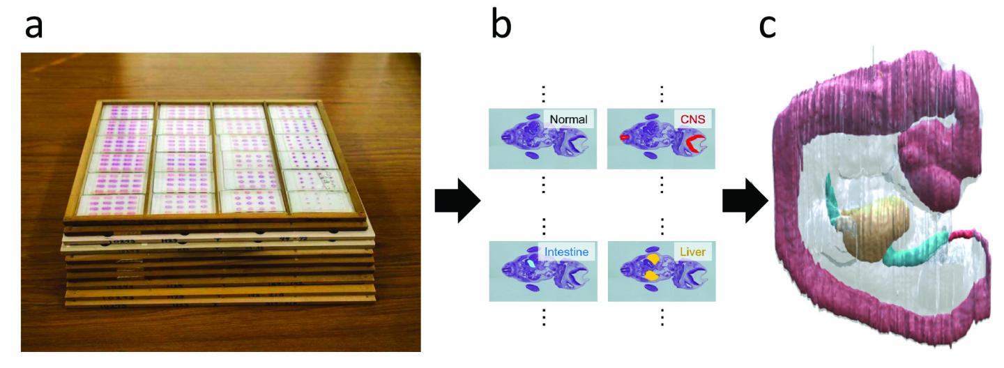 Histological Serial Sections