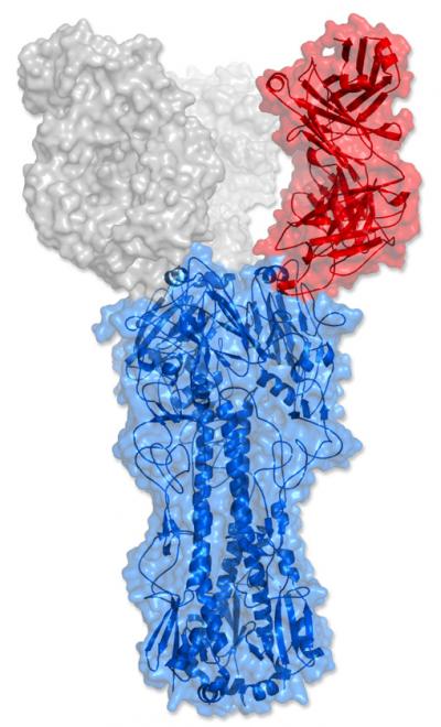 Unusual Flu Antibody's Effective Grip