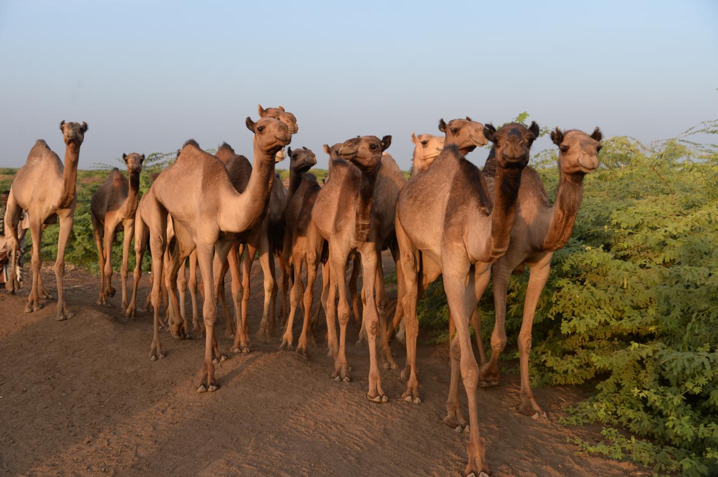 Dromedary camels from a study [IMAGE] | EurekAlert! Science News Releases