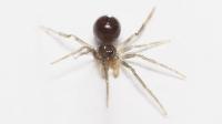 Juvenile Scaffold Web Spider