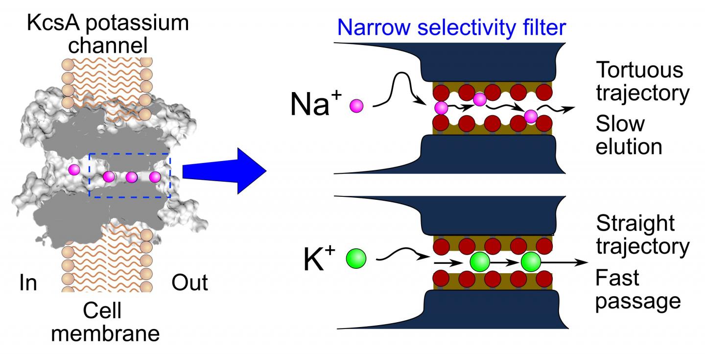 Passage of sodium ions through a potassium ion channel