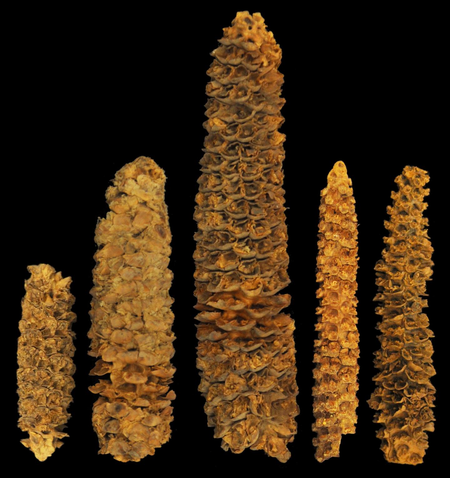 An Assortment of Corn Cobs of Varying Ages Found at the El Gigante Rock Shelter Site in Honduras
