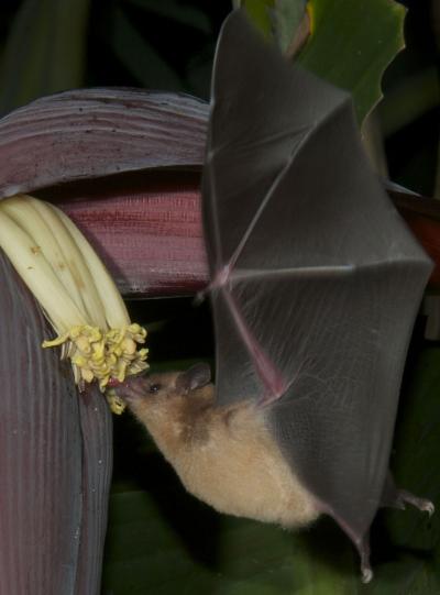Nectar Feeders Have Very Low Mechanical Advantage