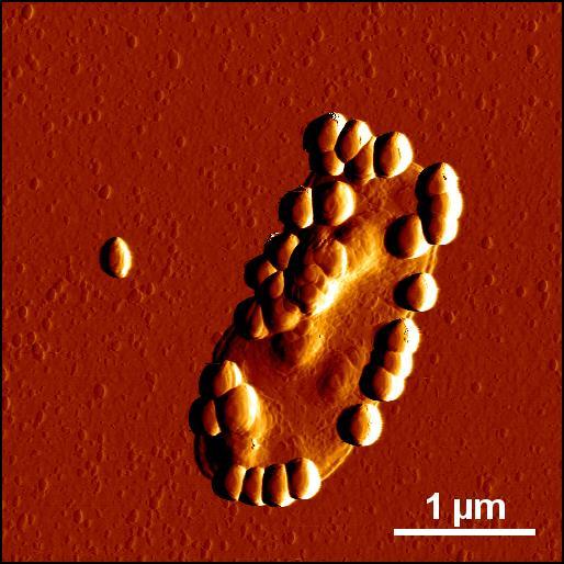 Silica Nanoparticles
