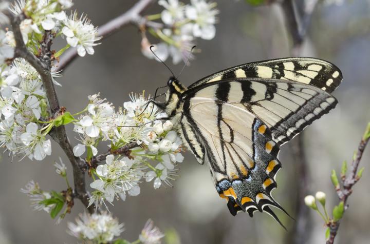 Eastern Tiger Swallowtail Butterfly