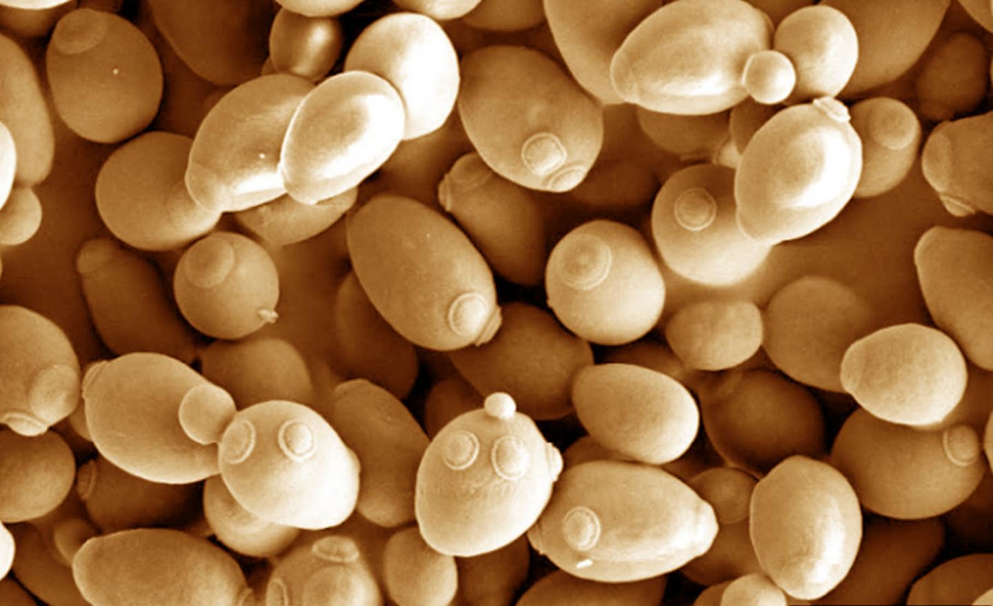Scanning Electron Micrograph of <i>Saccharomyces Cerevisiae</i> (Yeast)