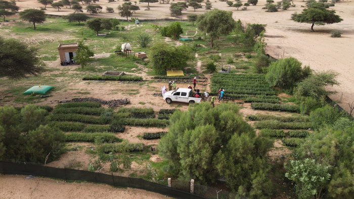 Tree nurseries, Great Green Wall restoration