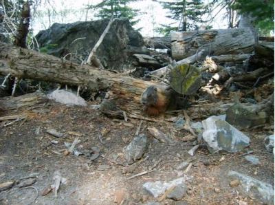 Brown Rot at Work in the Forest