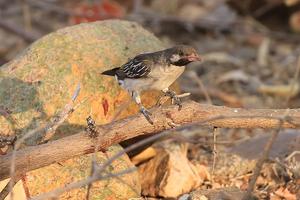 Male greater honeyguide