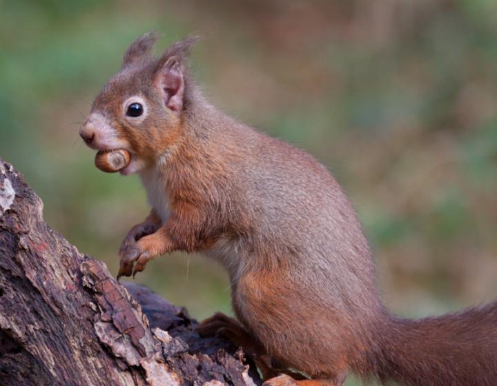 Human Leprosy Found in British Red Squirrels