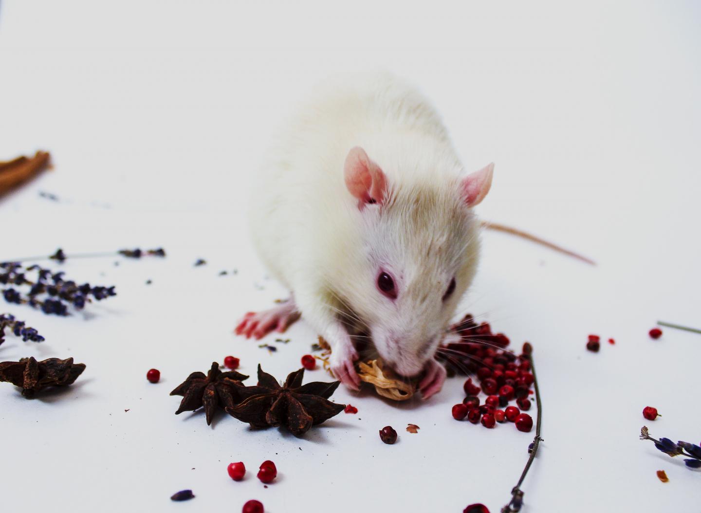 Rat with Household Spices