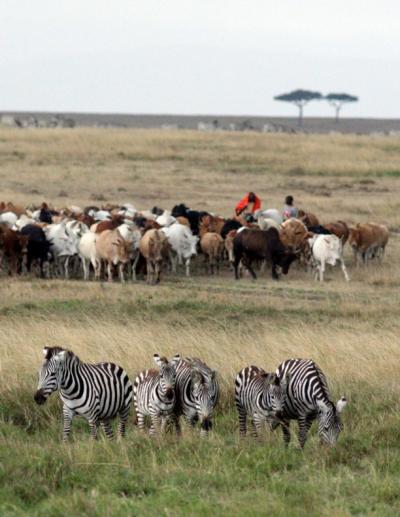 Cattle vs. Wildlife -- The Battle for Food Has Benefits (3 of 3)