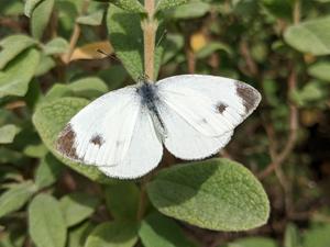 Southern small white