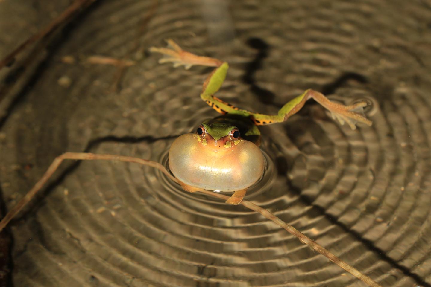 <i>Hyla sanchiangensis</i>