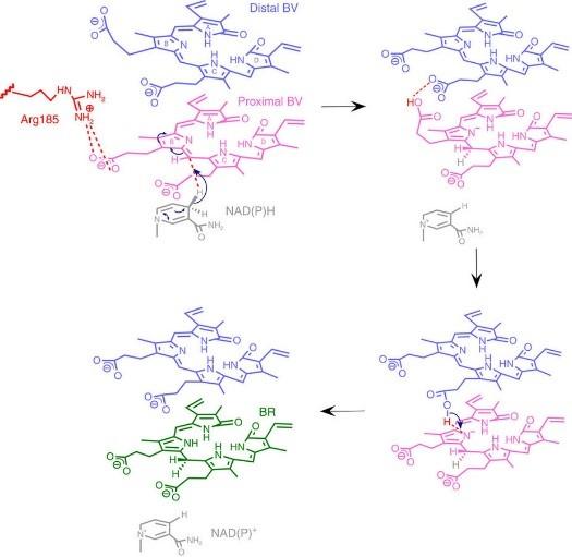 Figure 3: Mechanism of the BVR Reaction