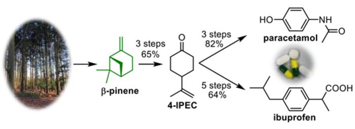 Conversion of β-pinene into paracetamol and ibuprofen