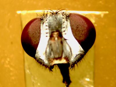 Head of a Blowfly
