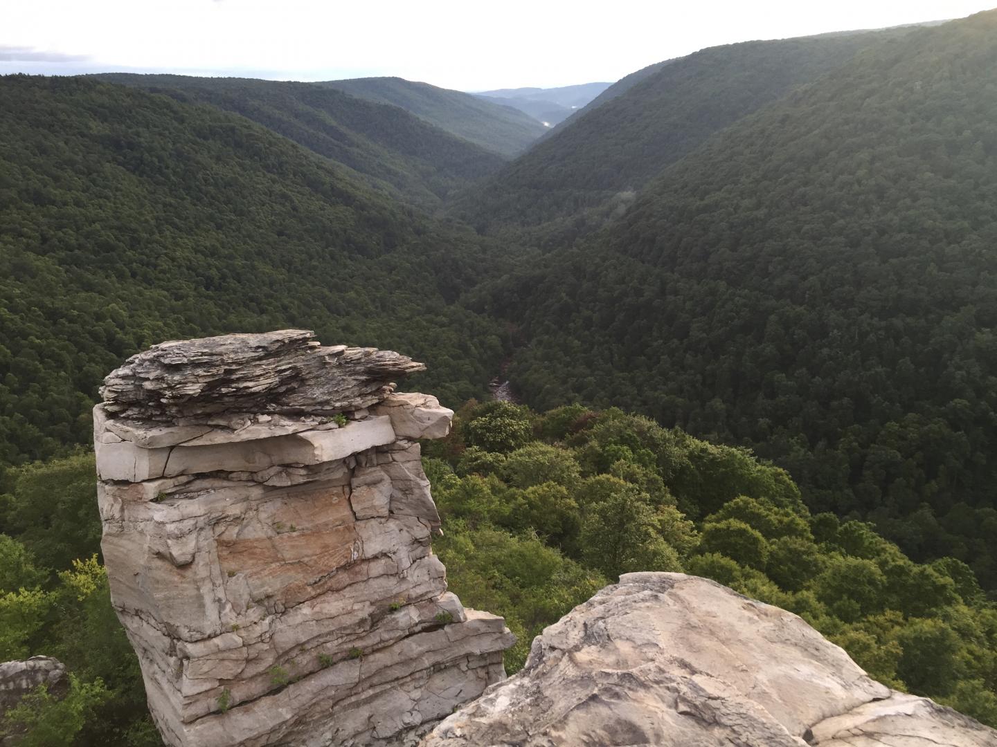 Plants Use More Water in Soils Leached by Acid Rain, West Virginia Forest Study Shows (3 of 7)