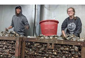Gathering clams