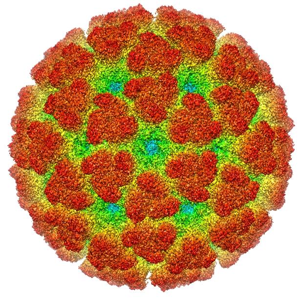 Research Points to Development of Single Vaccine for Chikungunya, Related Viruses