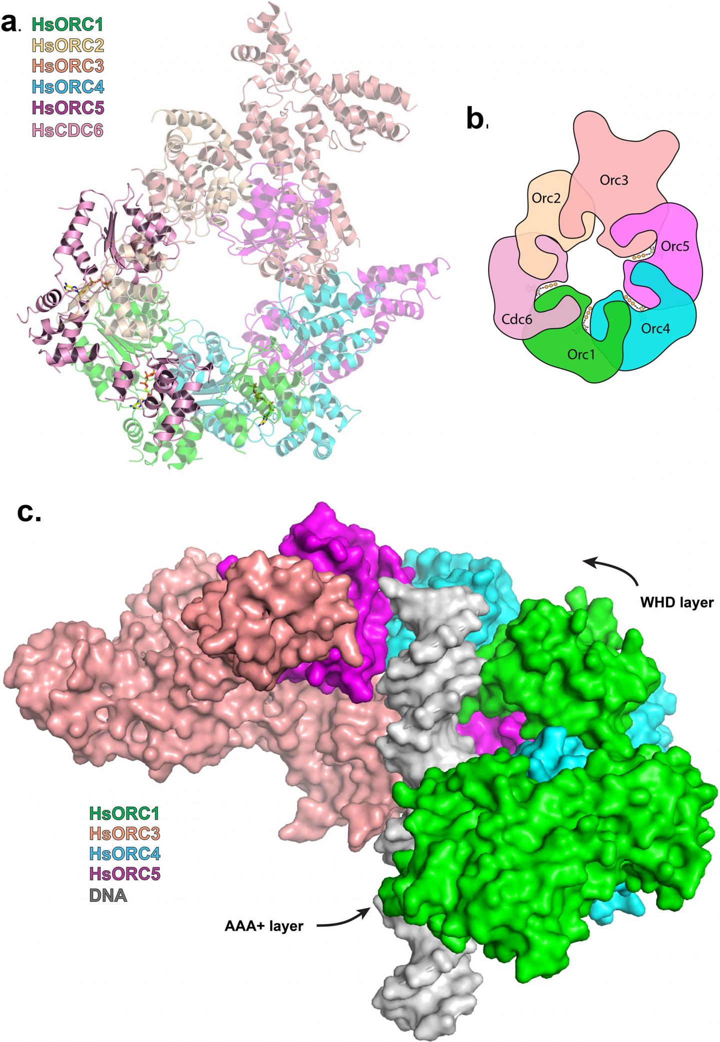 The Protein Complex that Begins DNA Replication