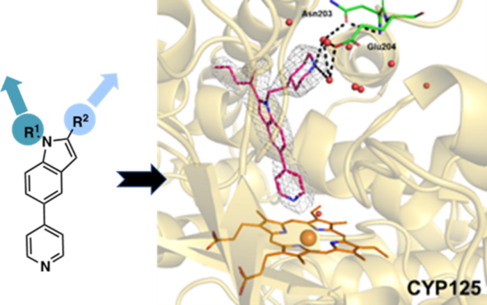 Close-up of the x-ray crystal structure of the Mtb CYP125 enzyme bound to one of the leading inhibitor compounds.