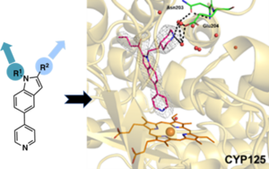 Close-up of the x-ray crystal structure of the Mtb CYP125 enzyme bound to one of the leading inhibitor compounds.