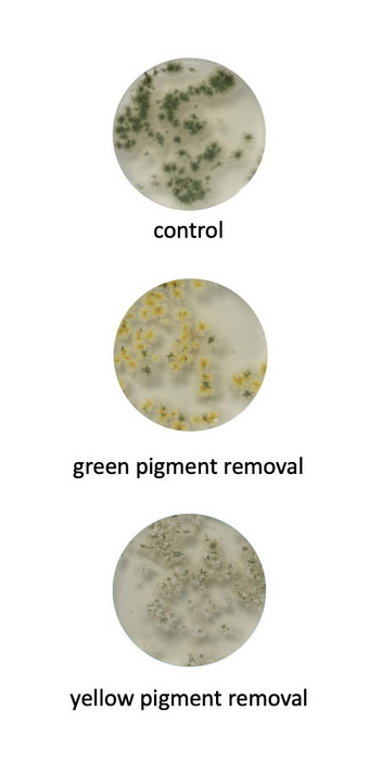 Research illustration