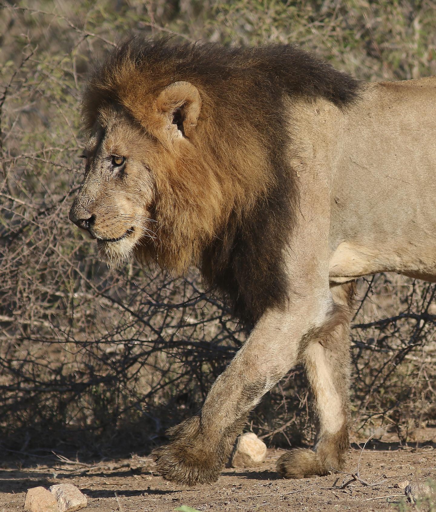 Male Lion