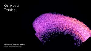 Cell Nuclei Tracking