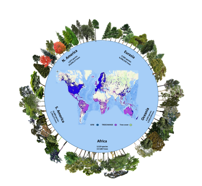 The number of tree species and individuals per continent in the GFBI database