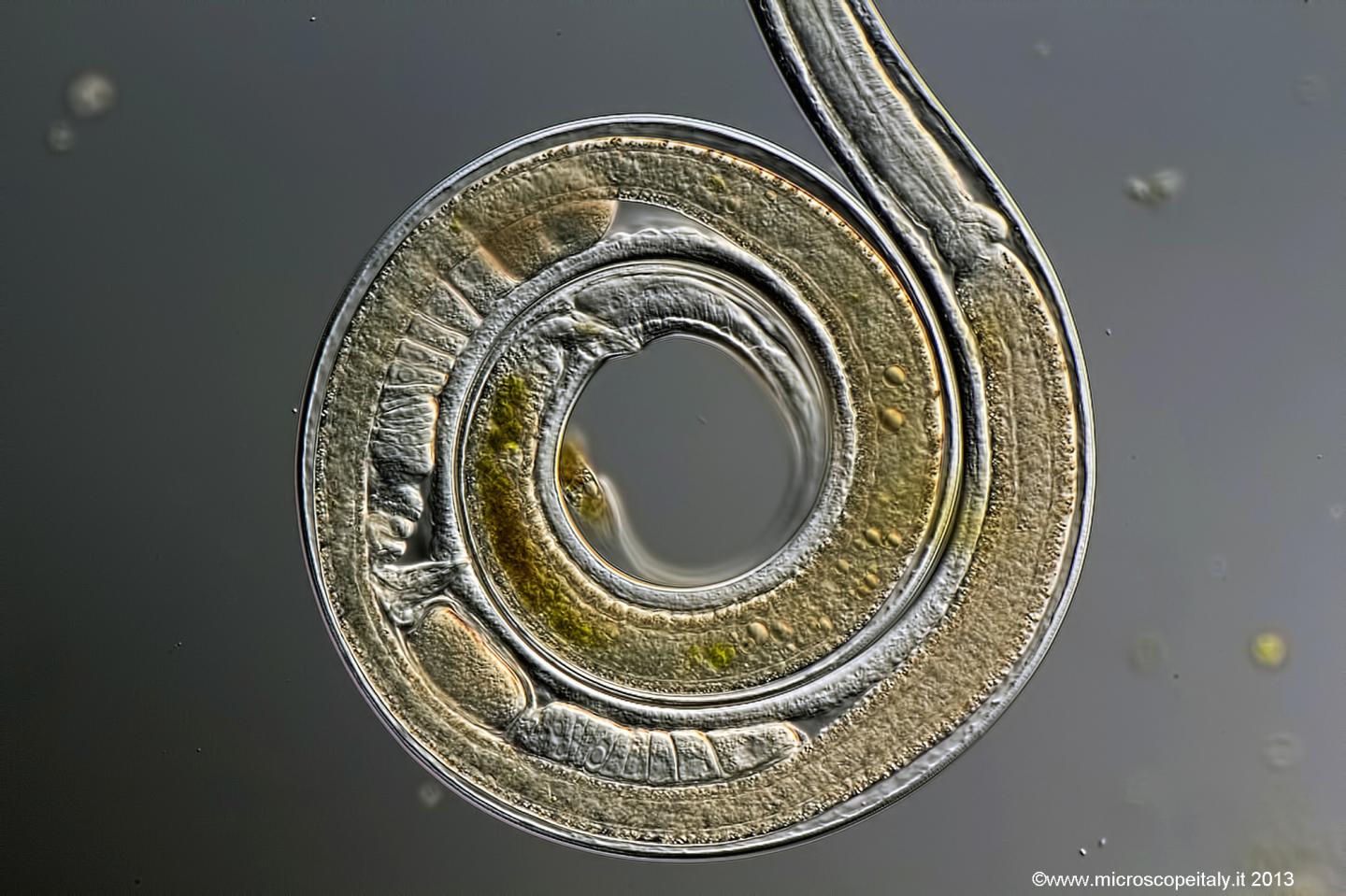 <i>C. elegans</i>