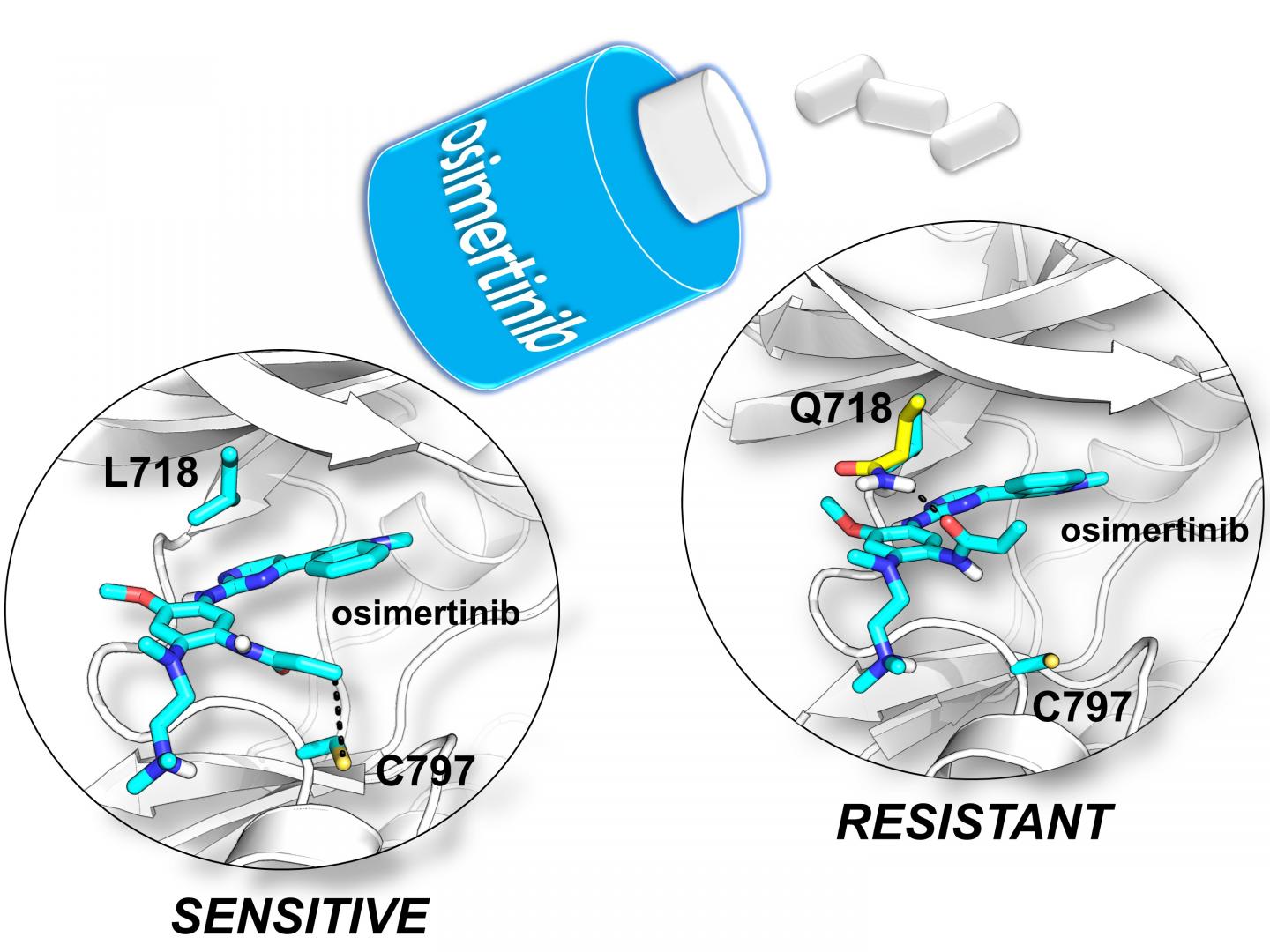 Molecular Models of the Lung Cancer Drug Osimertinib In Complex With Egfr