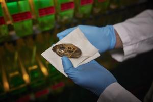 Dr. Michael Metzger examines a clam in his lab at Pacific Northwest Research Institute