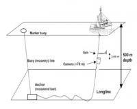 Whale Camera Deployment Diagram