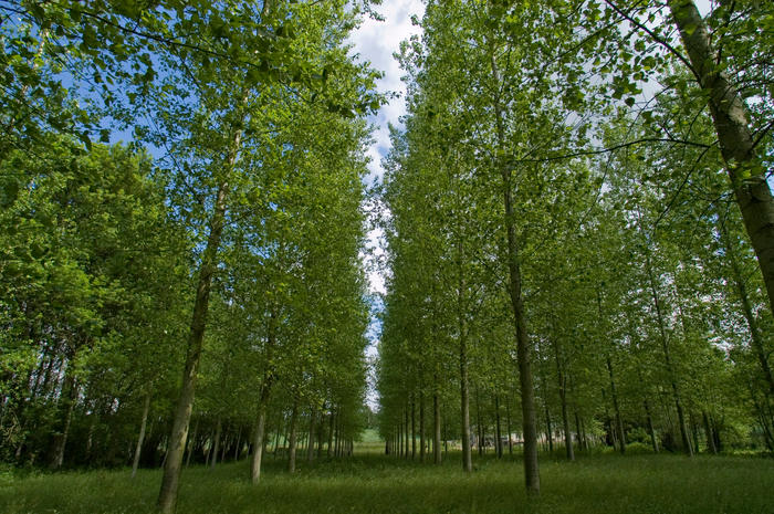 Poplar trees