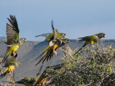 Burrowing Parrots
