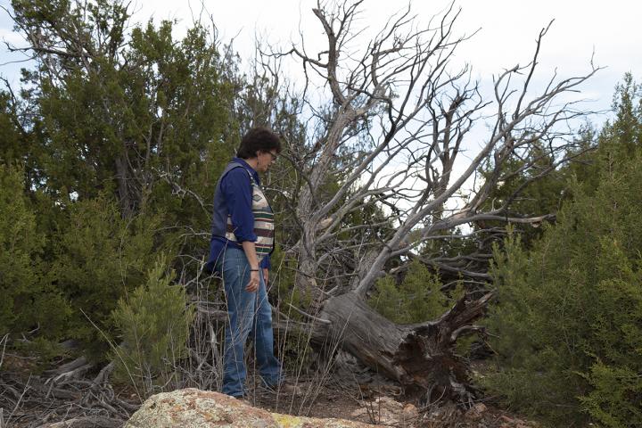 Bird Communities Dwindle on New Mexico's Pajarito Plateau