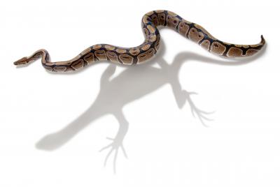 Snake in Lizard's Shadow