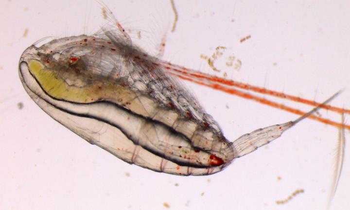 Zooplankton Can Suffer from Light Pollution, Too