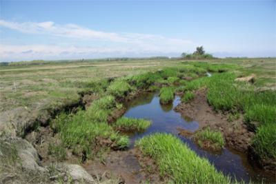 Disintegrating Salt Marsh after Nutrient Enrichment