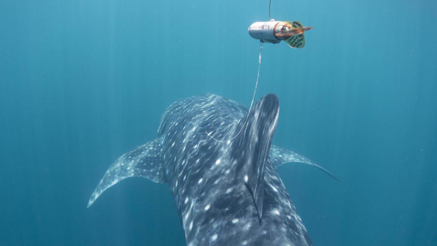 Tagged Juvenile Whale Shark