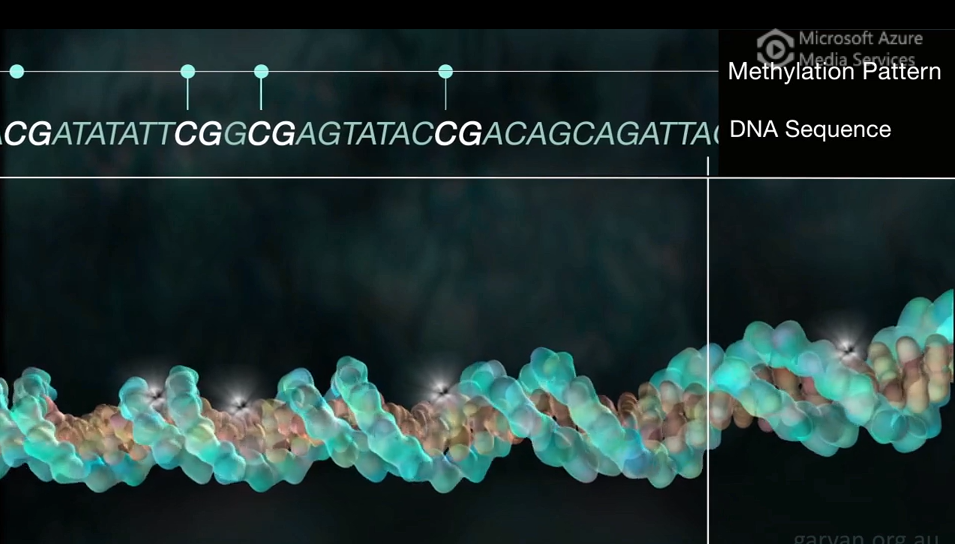 DNA methylation animation