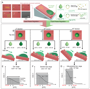 Illustration of the dual-regulation strategy for droplets’ precise control of motion behaviors and its sensing applications.