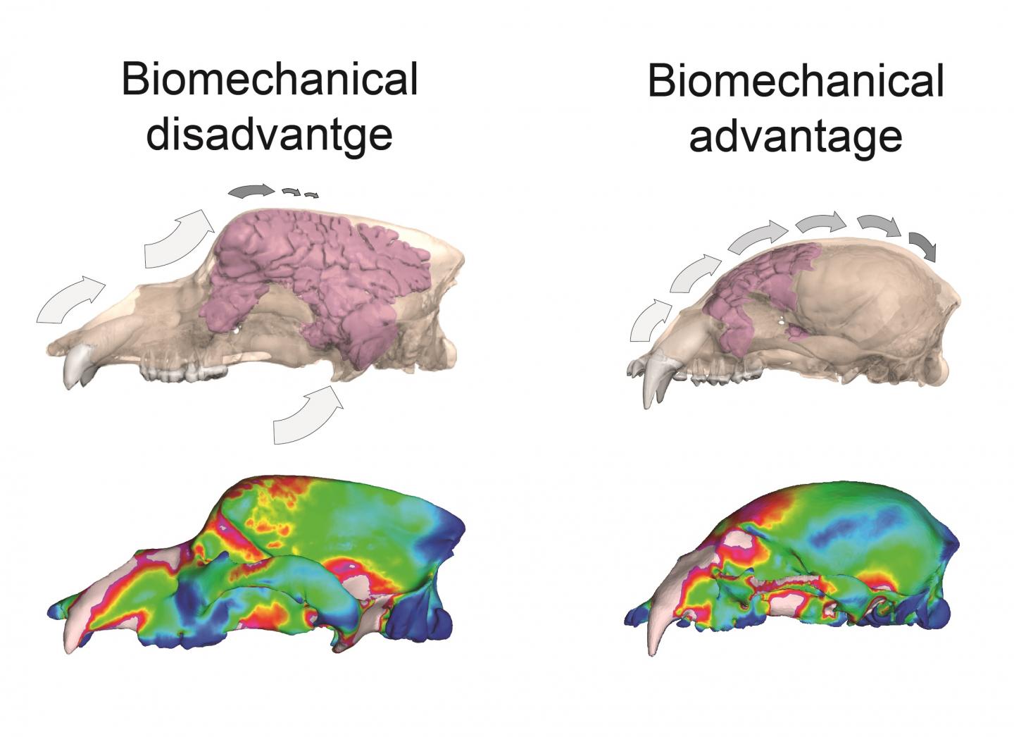 Biomechanical Advantage and Disadvantage of Different Sinus Systems