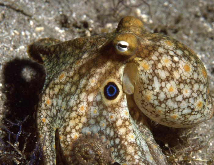 A close-up of a California two spot octopus (Octopus bimaculoides).